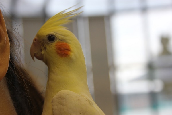 ヒナご飯卒業✴手乗りオカメインコ(ルチノー)さん💛 オカメインコ