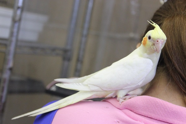 ヒナご飯卒業✴手乗りオカメインコ(ルチノー)さん💛 オカメインコ
