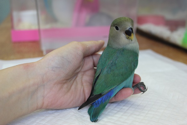 コザクラインコ（小桜インコ）