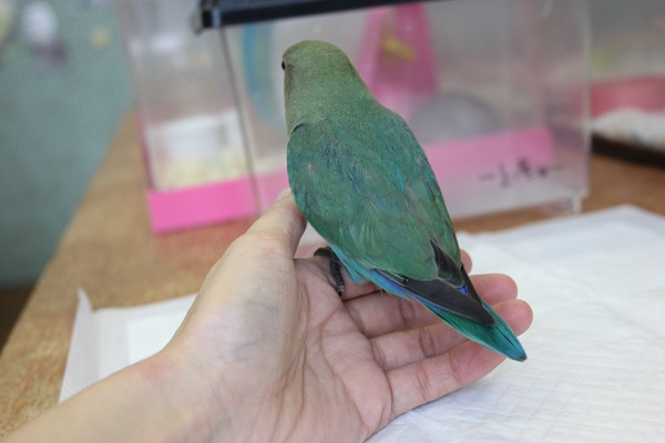 コザクラインコ（小桜インコ）