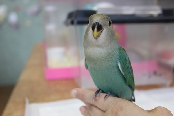 コザクラインコ（小桜インコ）