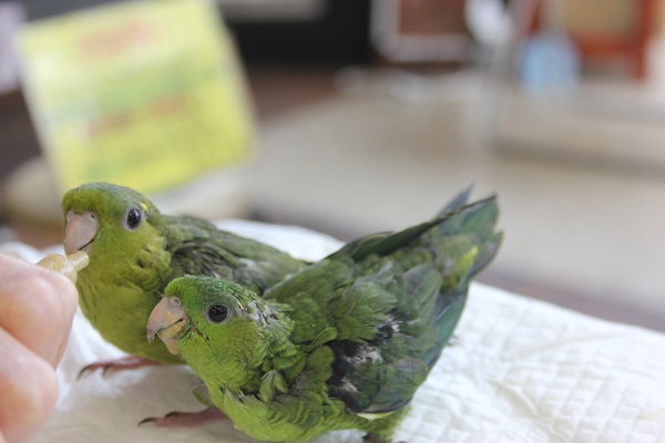 サザナミインコ