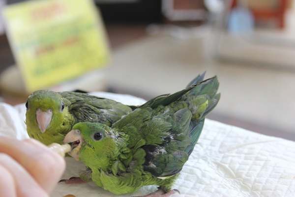 サザナミインコ