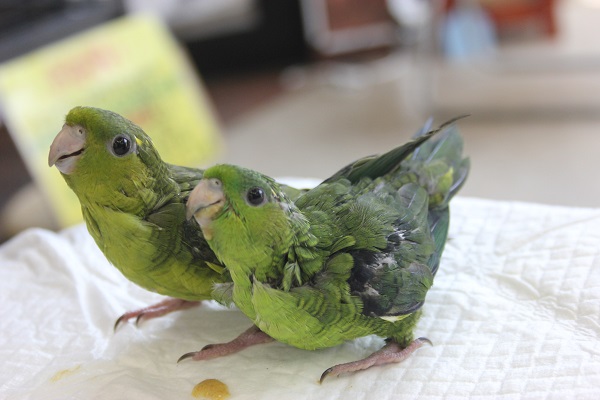 サザナミインコ