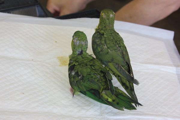 サザナミインコ