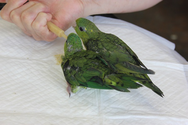 サザナミインコ