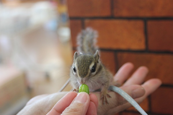 シマリス（ノーマル）