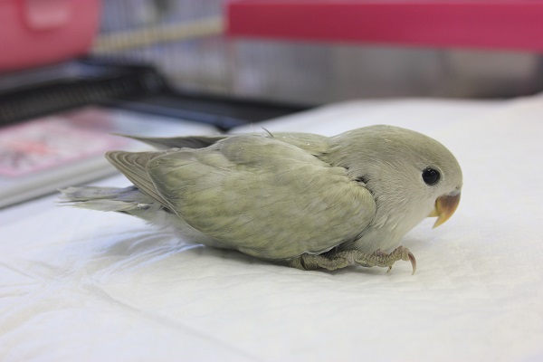 コザクラインコ（小桜インコ）