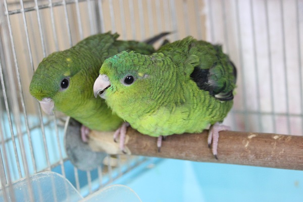 サザナミインコ