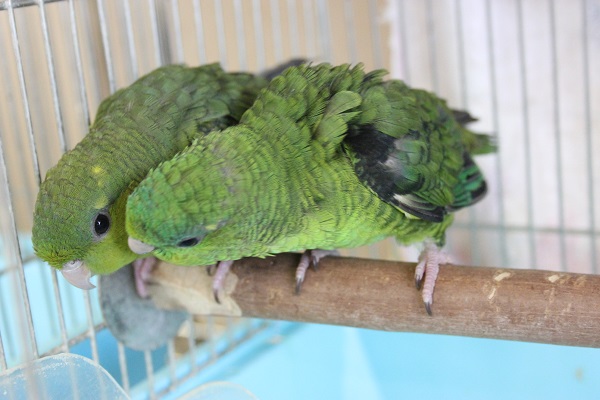 サザナミインコ