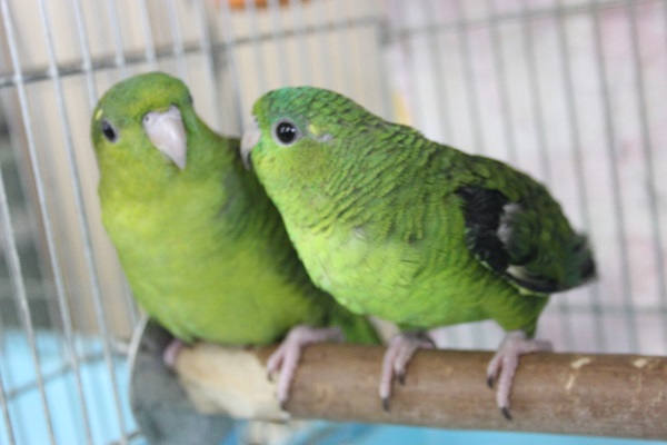 サザナミインコ