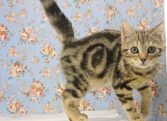 アメリカンショートヘア