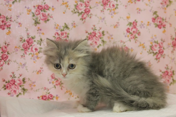 ツンデレ💛魅力的なお色サイベリアンちゃん女のコ💛♀ サイベリアン