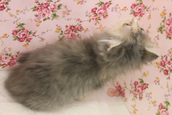 ツンデレ💛魅力的なお色サイベリアンちゃん女のコ💛♀ サイベリアン