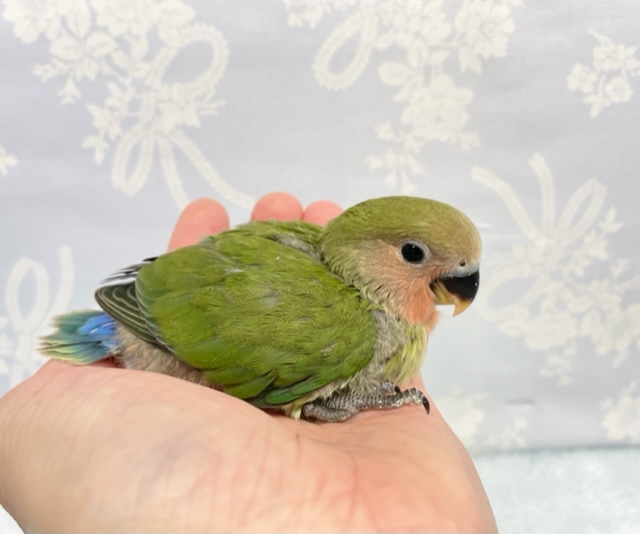 コザクラインコ（小桜インコ）
