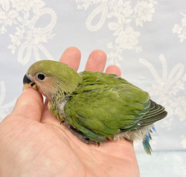 コザクラインコ（小桜インコ）