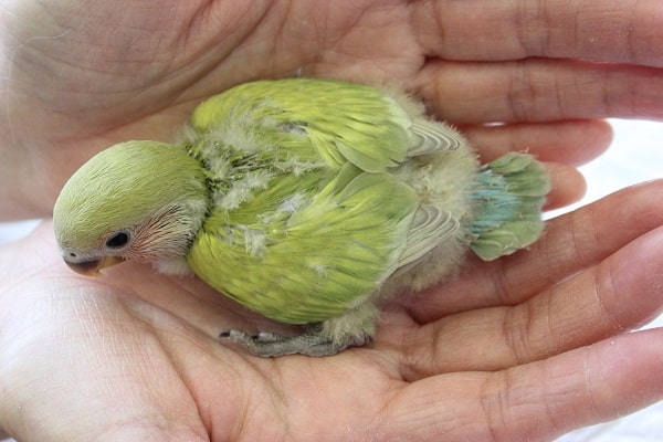 コザクラインコ（小桜インコ）