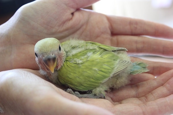 コザクラインコ（小桜インコ）