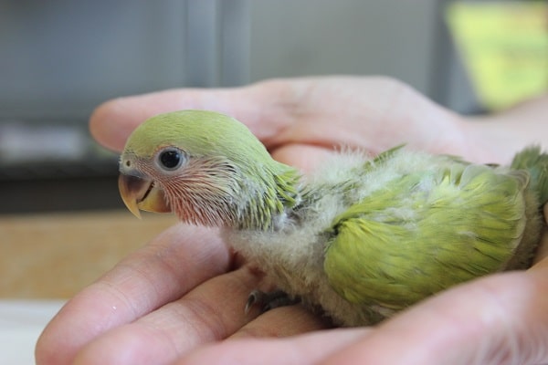 コザクラインコ（小桜インコ）