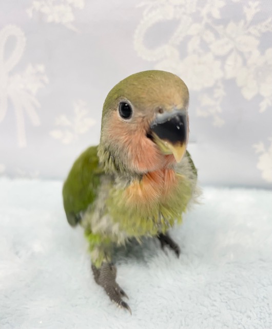 コザクラインコ（小桜インコ）