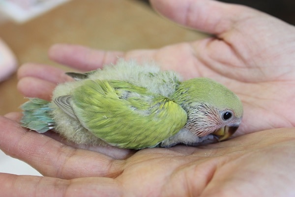 コザクラインコ（小桜インコ）