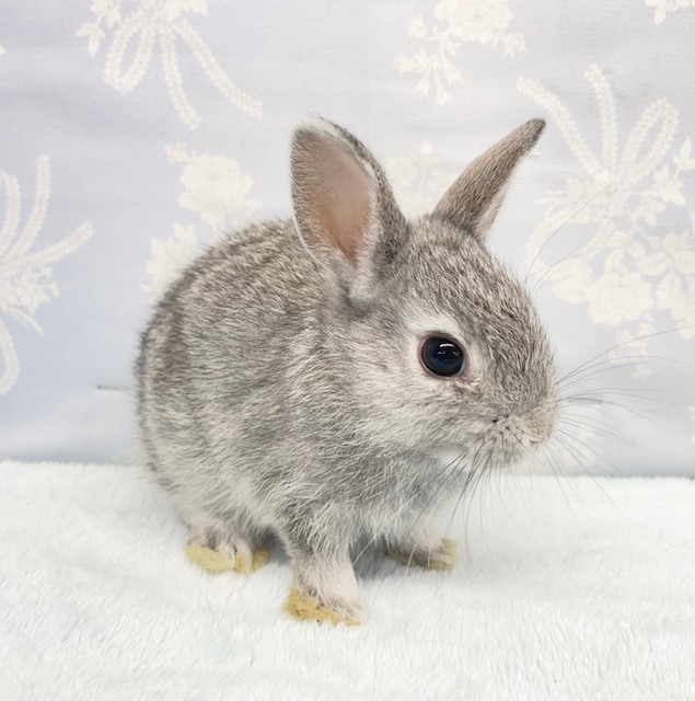 ネザーランドドワーフ