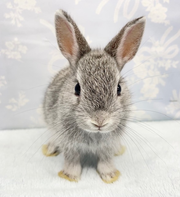 ネザーランドドワーフ