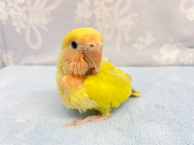 コザクラインコ（小桜インコ）