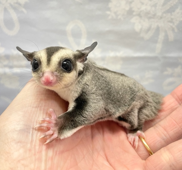 フクロモモンガ