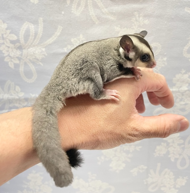 フクロモモンガ