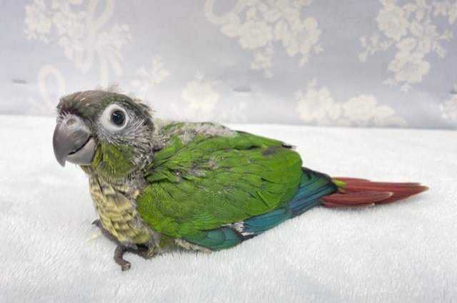 ホオミドリウロコインコ