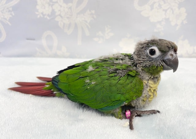 ホオミドリウロコインコ