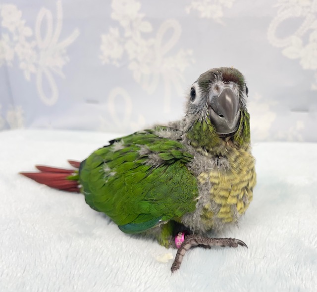 ホオミドリウロコインコ