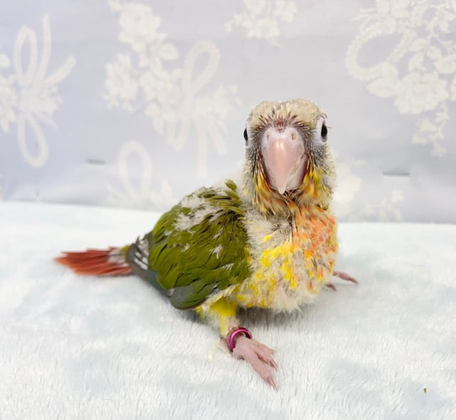 ホオミドリウロコインコ