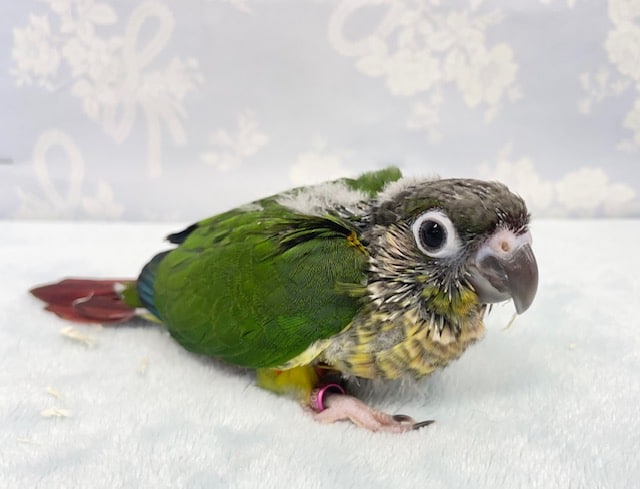 ワキコガネウロコインコ