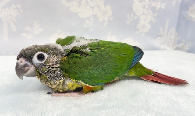 ワキコガネウロコインコ