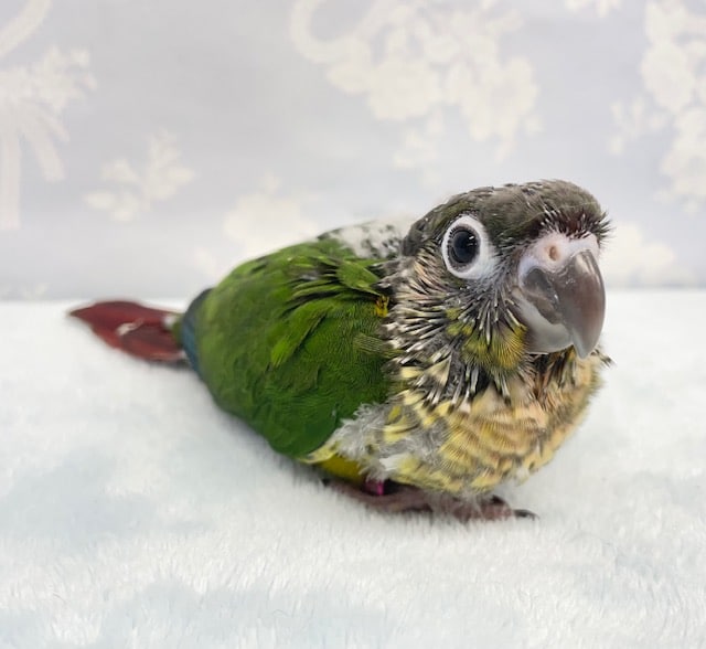 ワキコガネウロコインコ