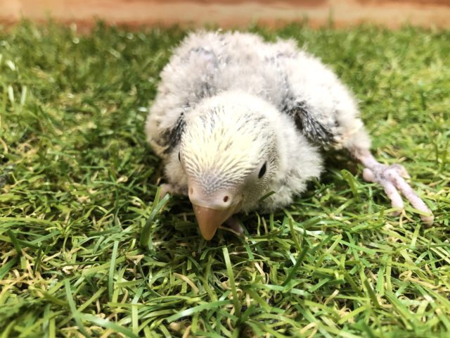 コザクラインコ（小桜インコ）