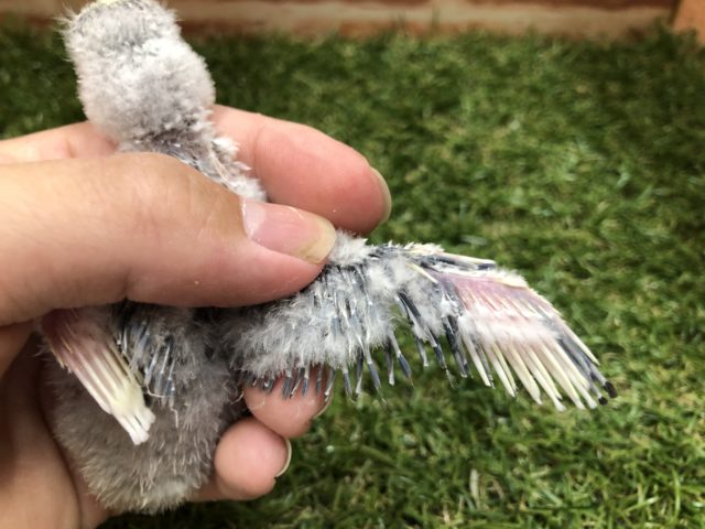 コザクラインコ（小桜インコ）