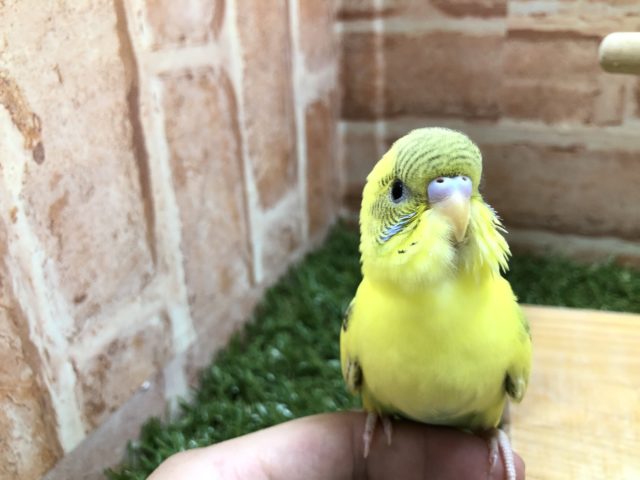 セキセイインコ