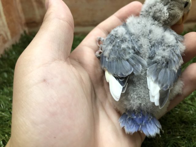 コザクラインコ（小桜インコ）