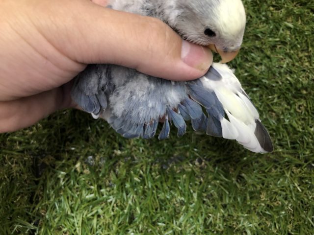 コザクラインコ（小桜インコ）