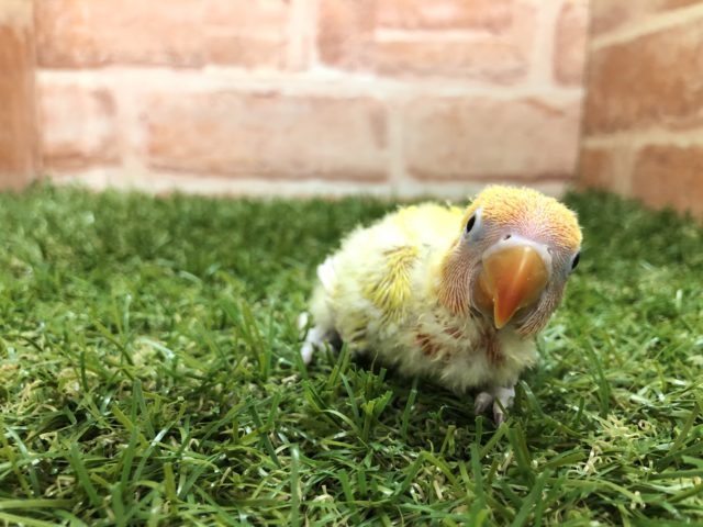 ヤマブキボタンインコ