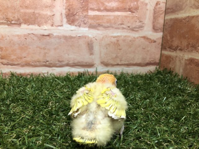 ヤマブキボタンインコ