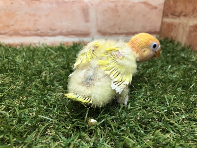 ヤマブキボタンインコ