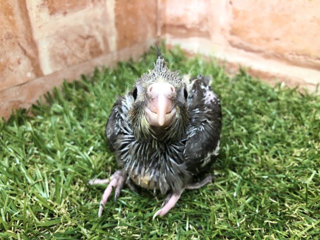 オカメインコ