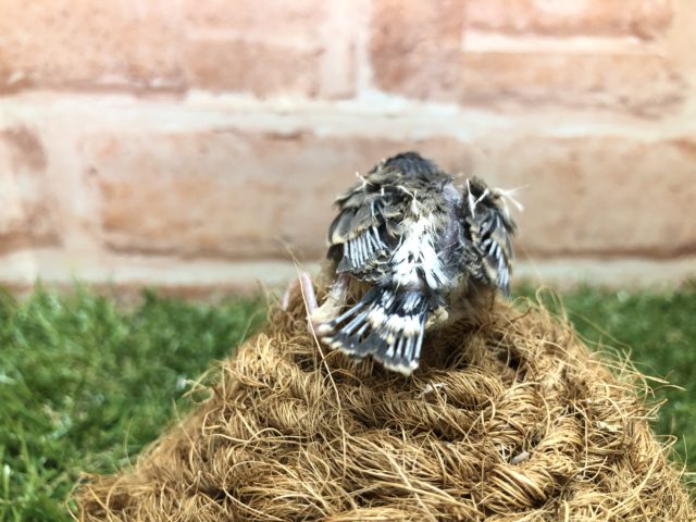 錦花鳥（キンカチョウ）