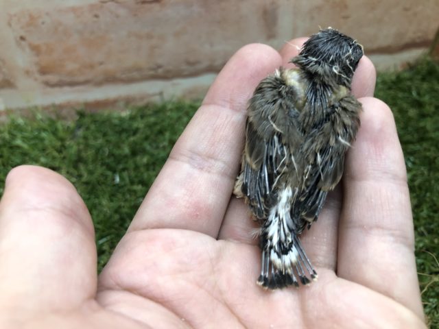 錦花鳥（キンカチョウ）