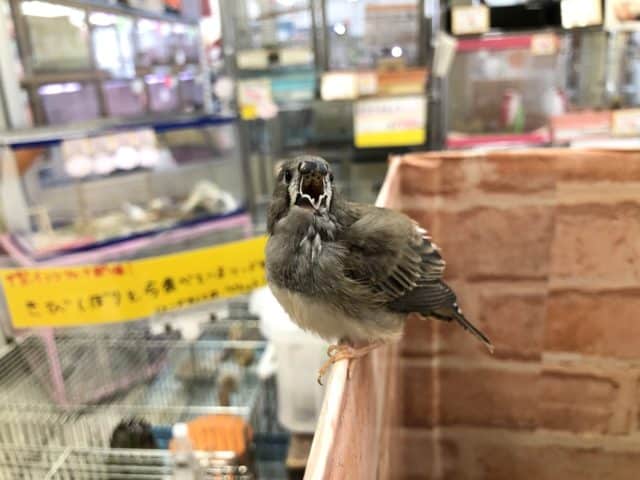 錦花鳥（キンカチョウ）