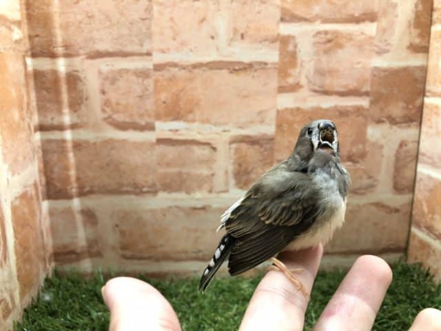 錦花鳥（キンカチョウ）